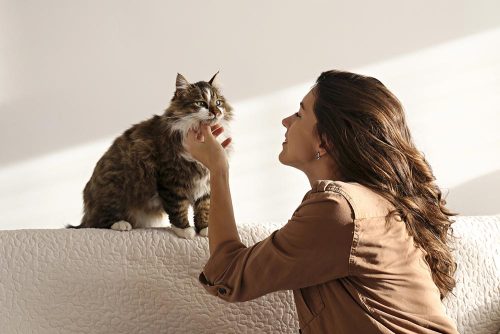 Gatto accarezzato sul divano 