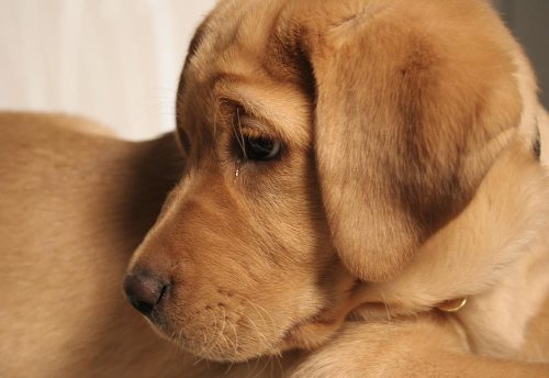Cane con lacrime negli occhi