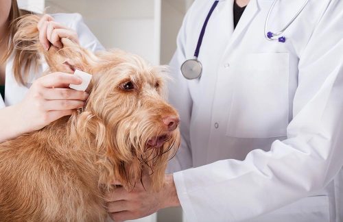 Le orecchie del cane Monge