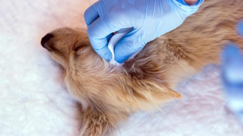 Cover - Malassezia nel cane