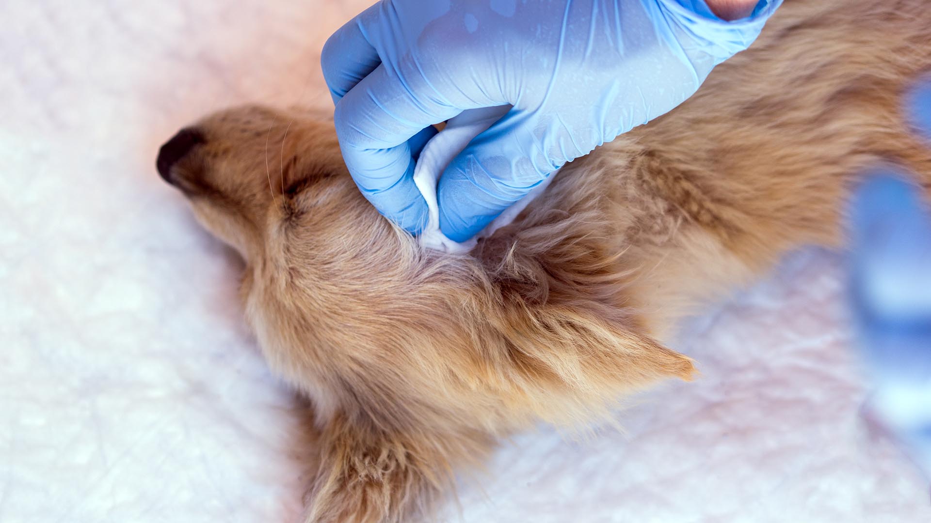 Cover - Malassezia nel cane