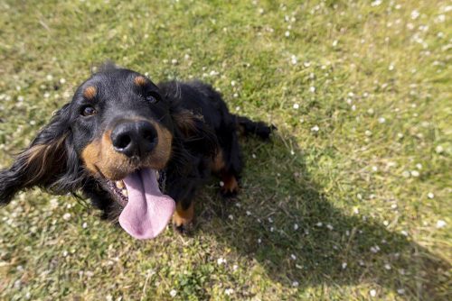 Cane assetato per il caldo estivo