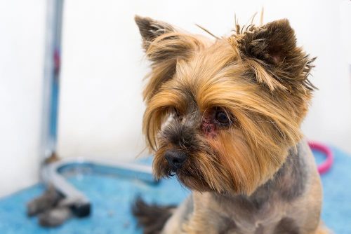 Malassezia nel cane