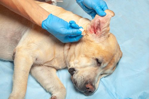 Malassezia nel cane