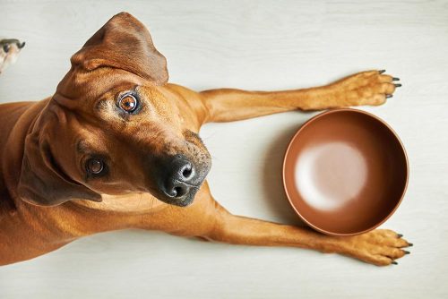 Malassezia nel cane