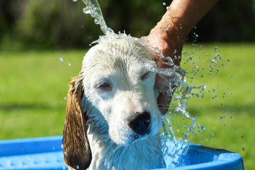 Cane che fa il bagno