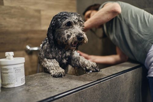 Malassezia nel cane