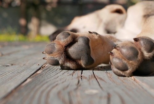 Zampe di un cane steso a terra