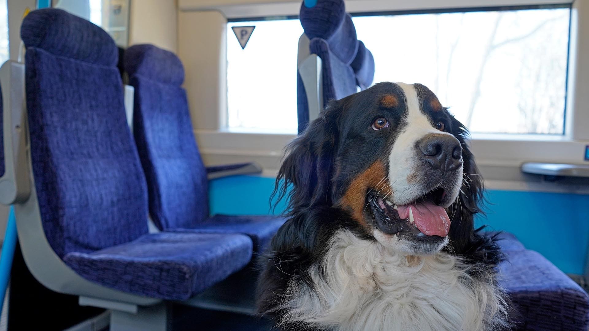 Cane nel corridore di un treno