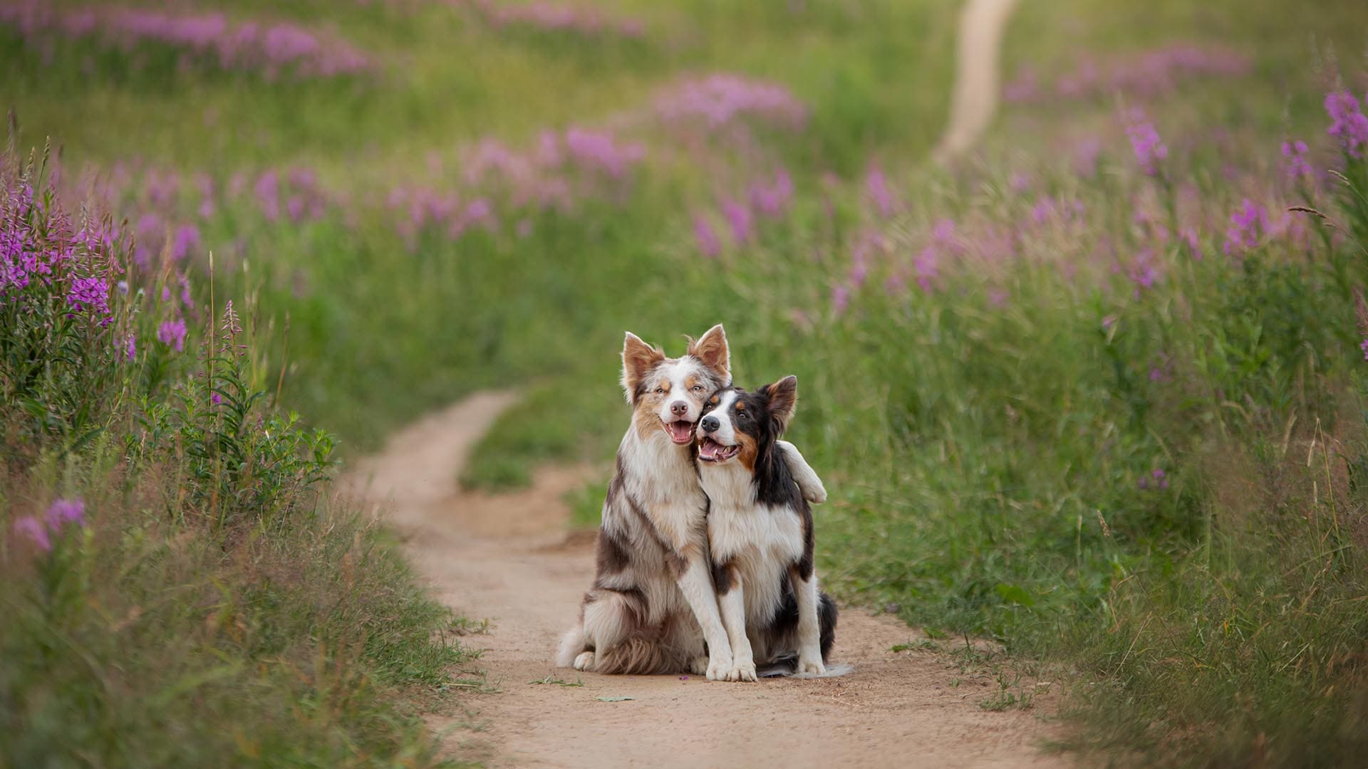 Due cani vicini in un prato