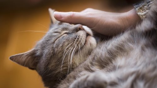 Le fusa qual è il vero significato