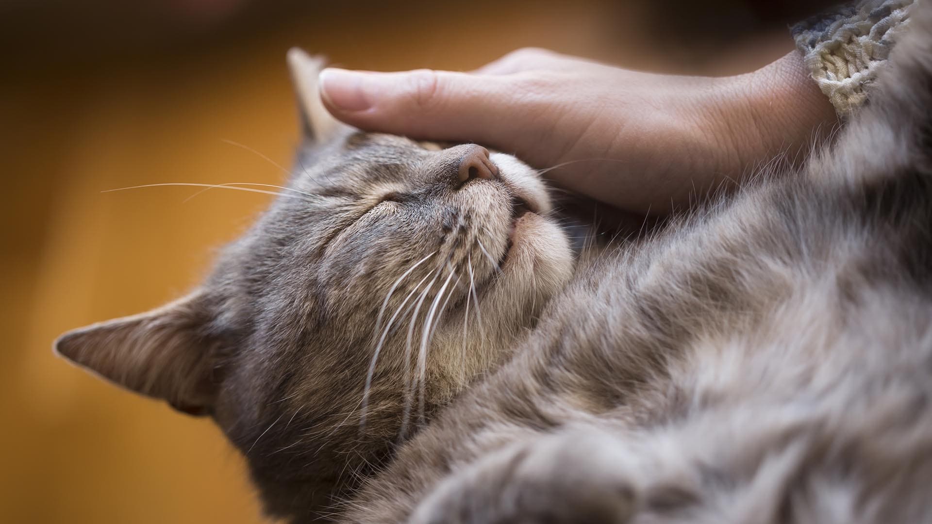 Le fusa qual è il vero significato