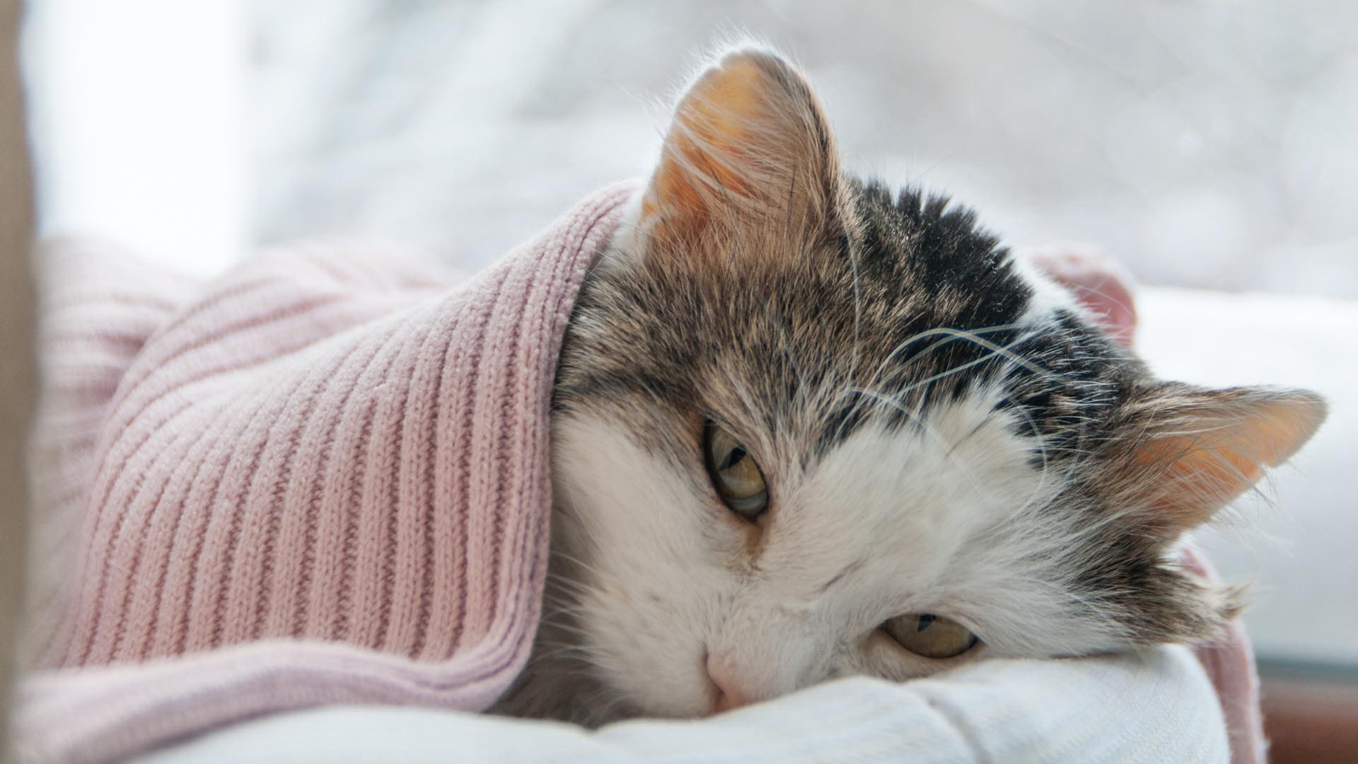 Gattino sotto le coperte