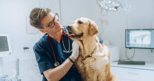 Veterinario accarezza un cane