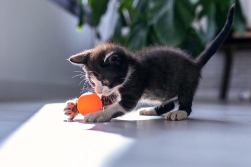 Gattino che gioca con la sua palla
