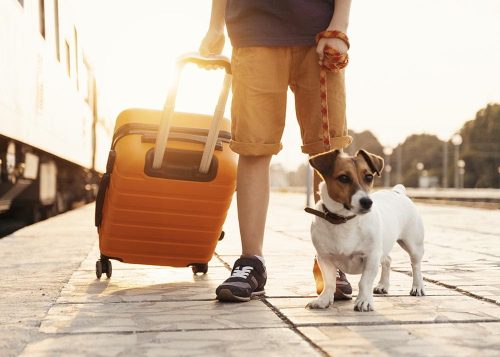 Cane con il suo padrone pronto a partire