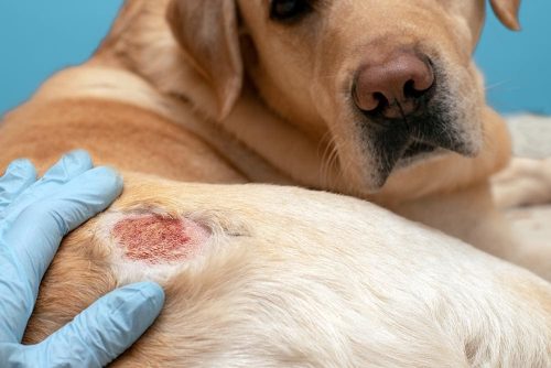 leishmaniosi sul cane