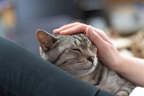 Le fusa qual è il vero significato