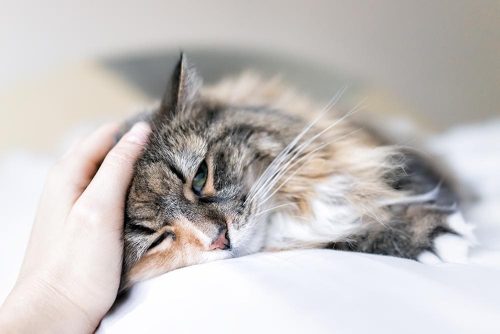 Gatto che viene accarezzato 
