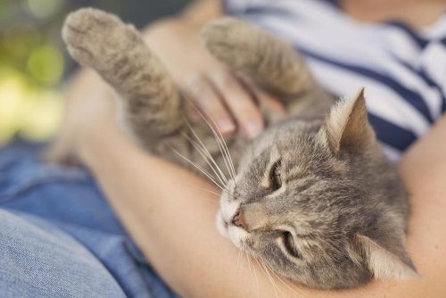 Gatto che fa le fusa