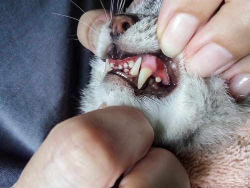 Padrone che mostra i denti del gatto
