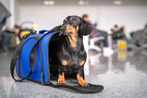 Cane fuori al suo trasportino
