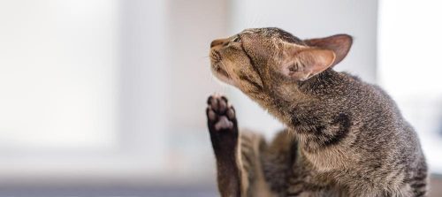 Gatto che si gratta