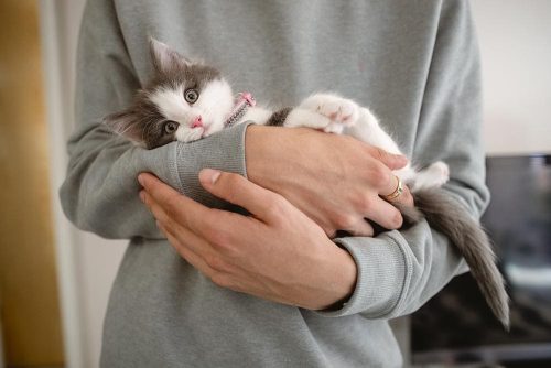 Gatto tra le braccia del suo padrone