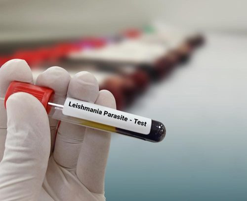 Fiala di sangue per leishmaniosi parasite