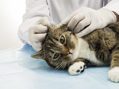 Gatto visitato dal medico