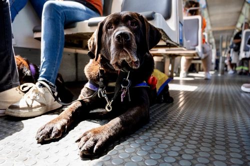 Cane disteso a terra in treno