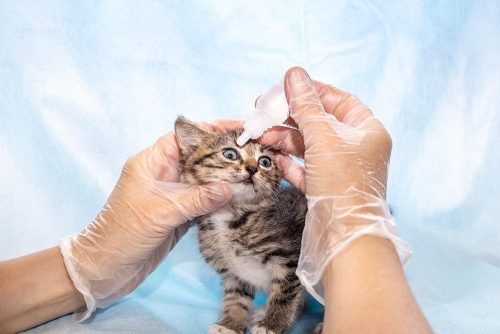 Vengono inserire gocce nell'occhio del gatto