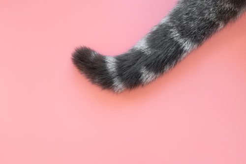 Coda di gatto
