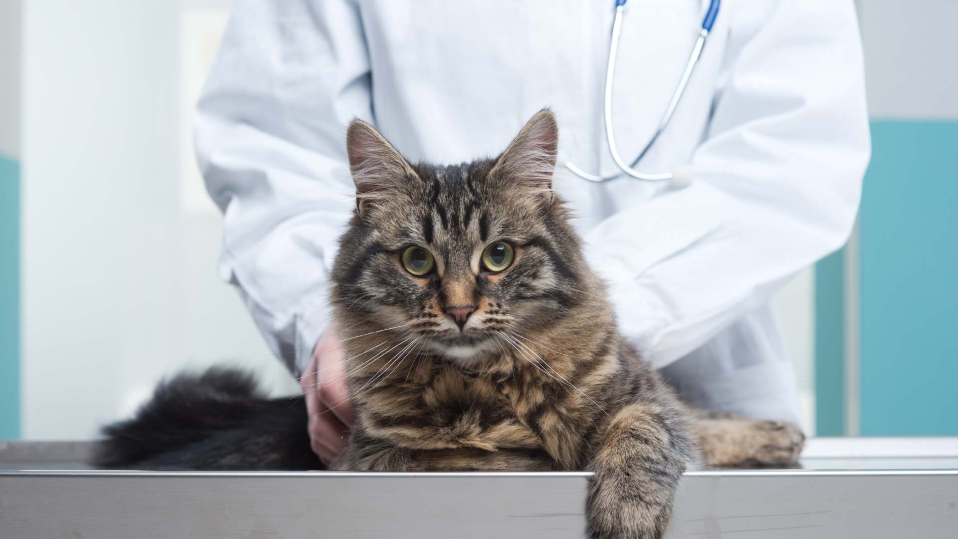 Un gatto fermo dal veterinario