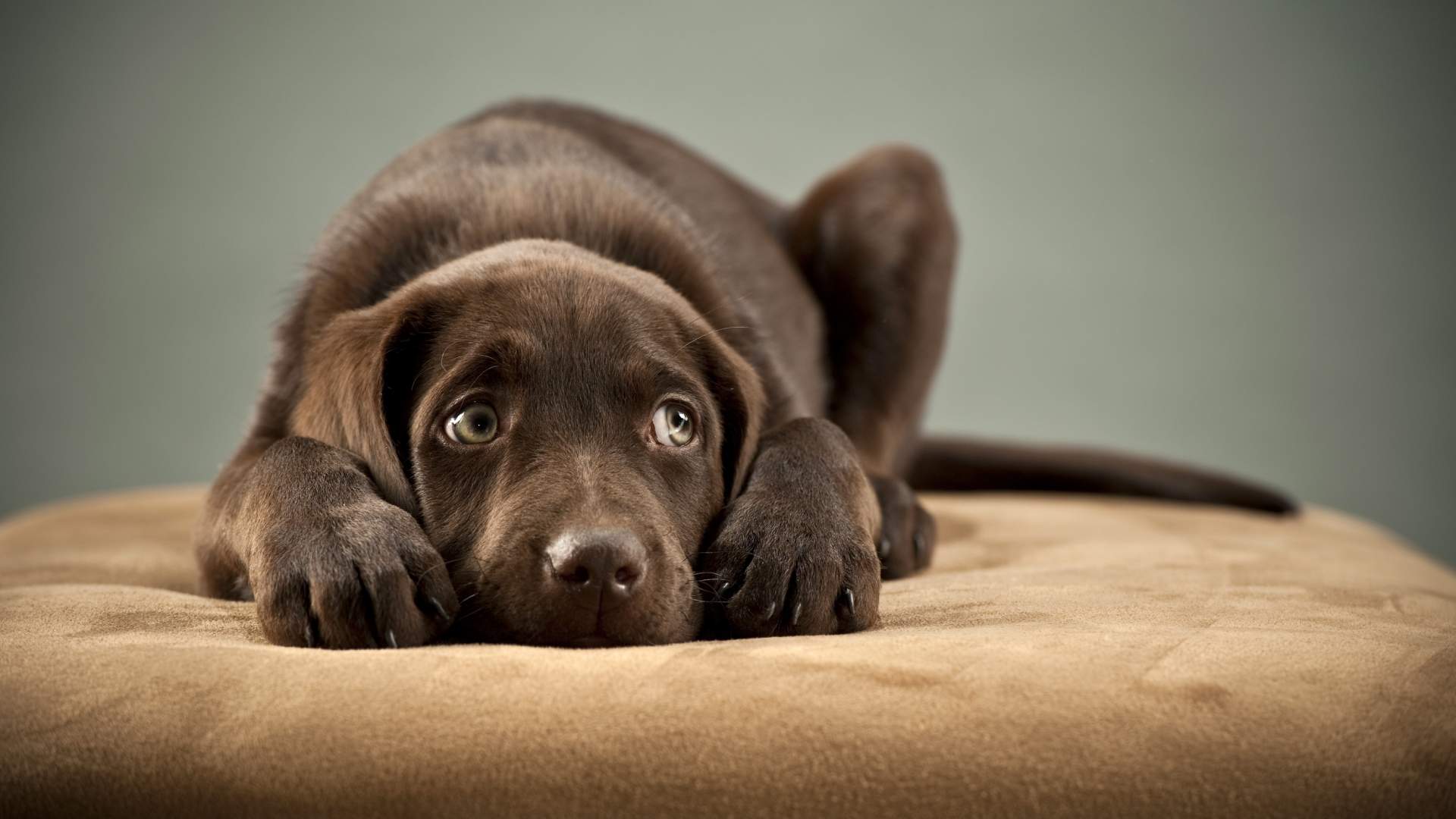Cucciolo di cane disteso con occhi dolci