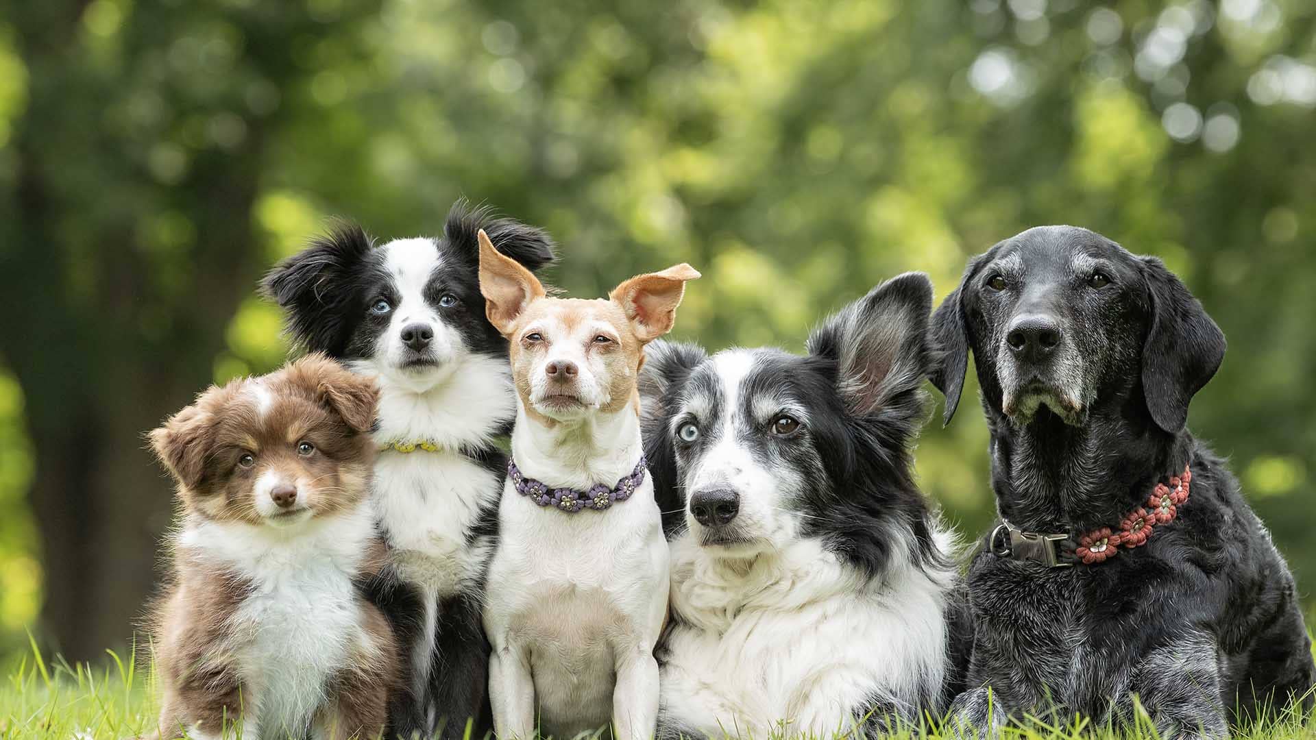 5 cani affiancati