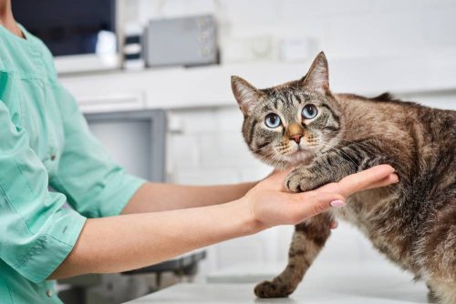 Veterinario alza la zampa del gatto