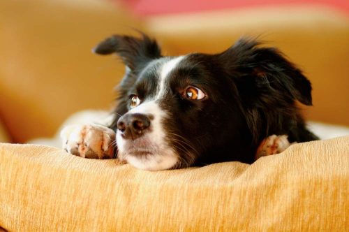 Cane che guarda a lato con occhi dolci