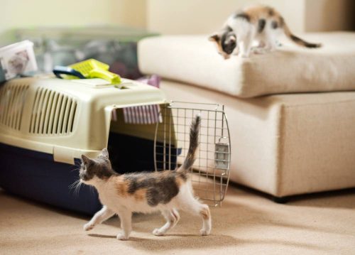 Gattino che passa avanti al suo trasportino