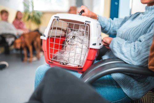 Gatto nel suo trasportino in braccio al suo padrone