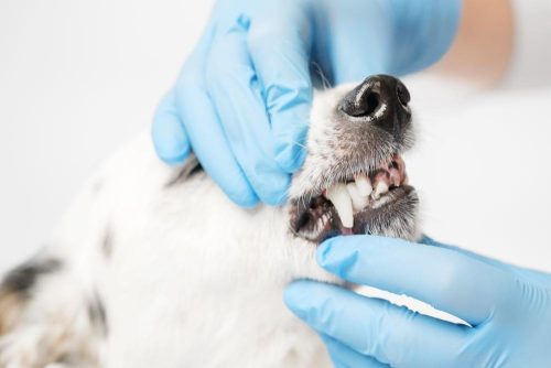 Vengono controllati i denti del cane
