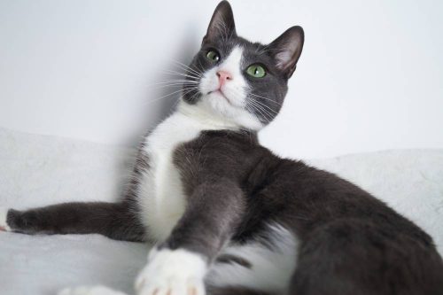 gatto con occhi verdi che guarda in alto