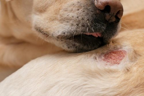 La leishmaniosi nel cane