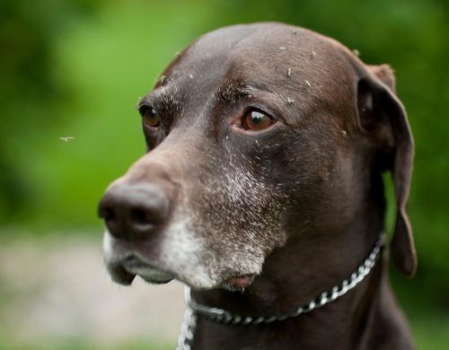 Volto del cane con insetti che volano