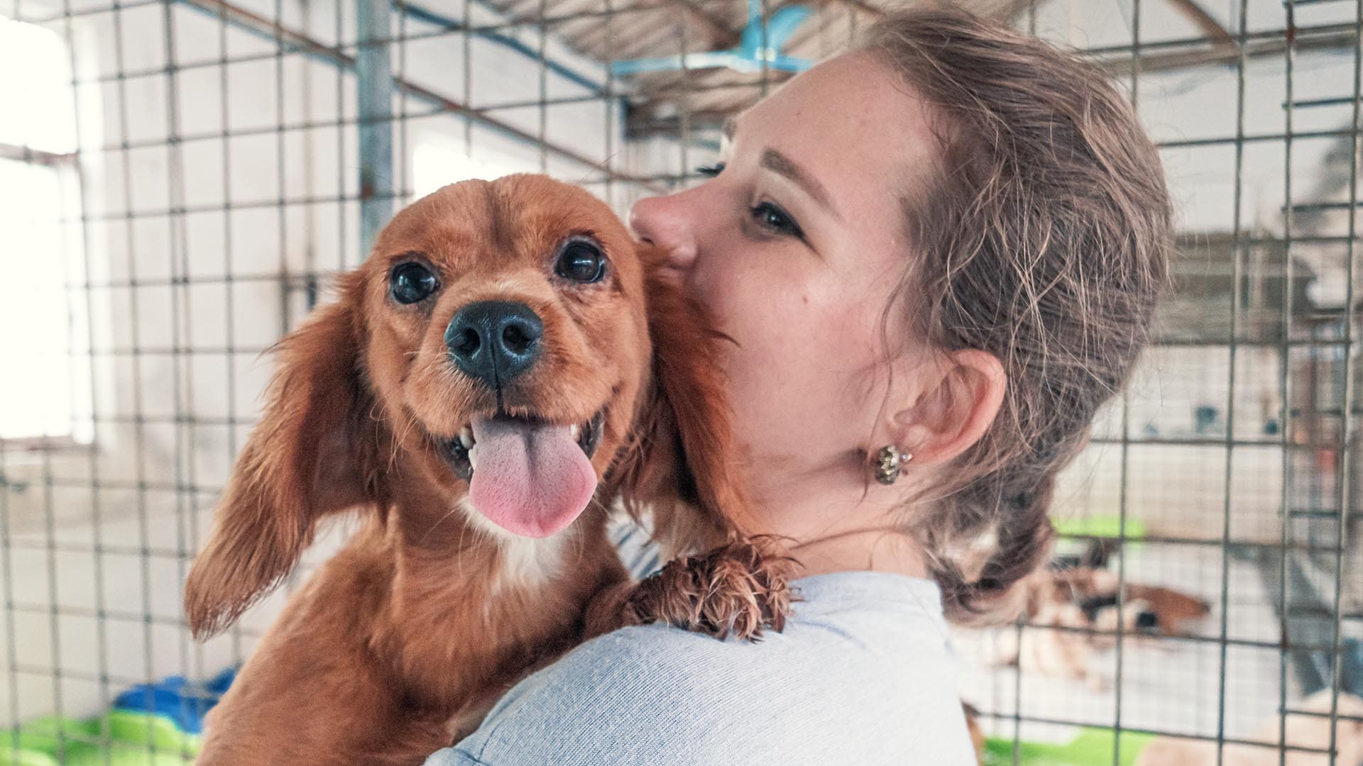 Cane nel canile in braccio che vieni adottato