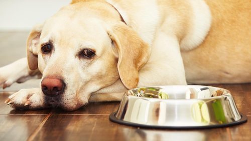 Cane steso a terra accanto alla sua ciotola