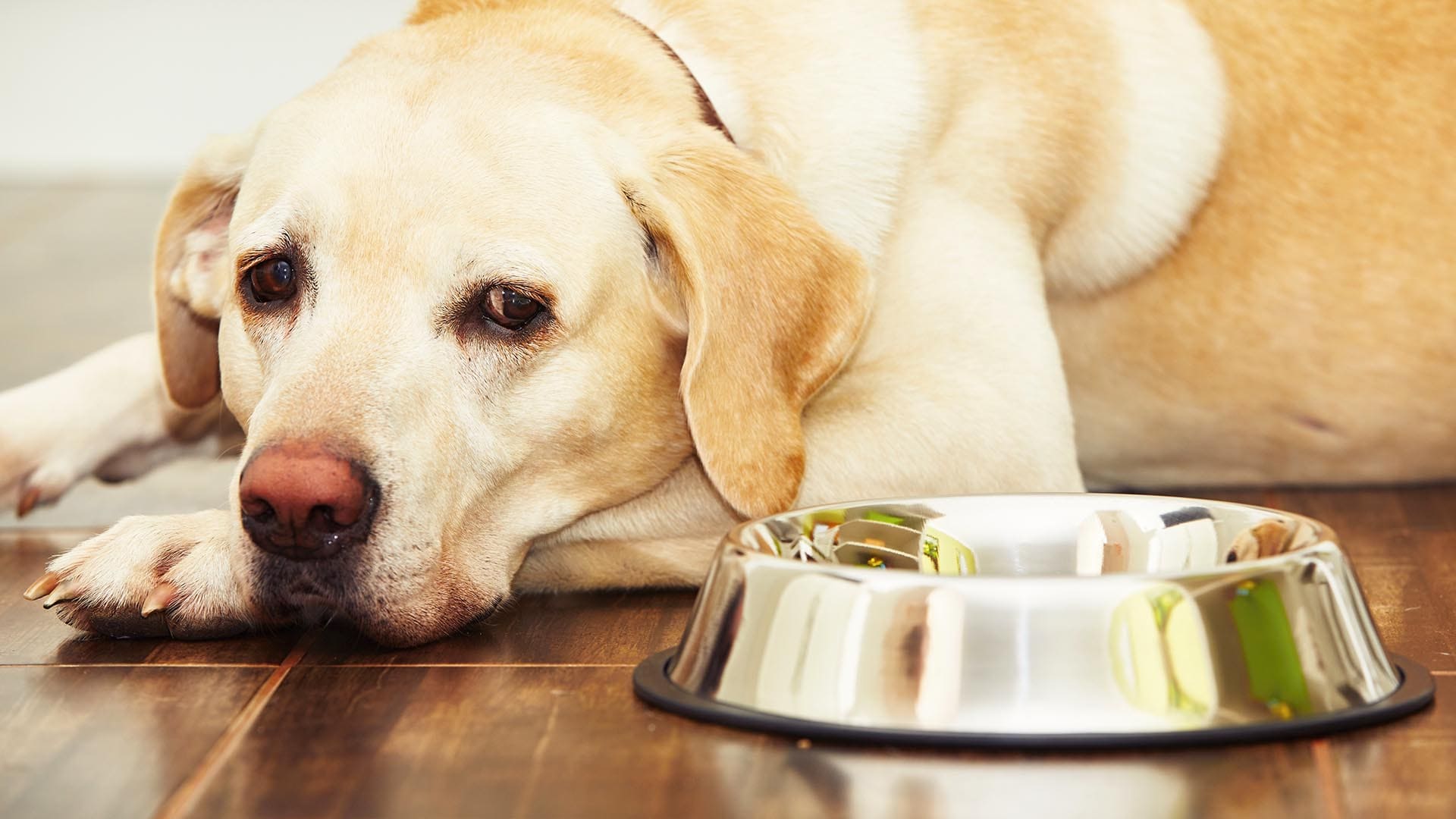 Cane steso a terra accanto alla sua ciotola