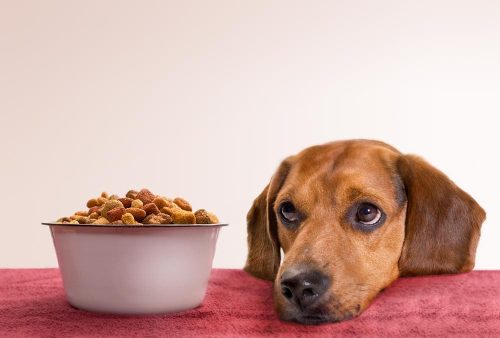 Cane e guarda la sua ciotola piena