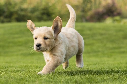 Cane che corre libero in un prato