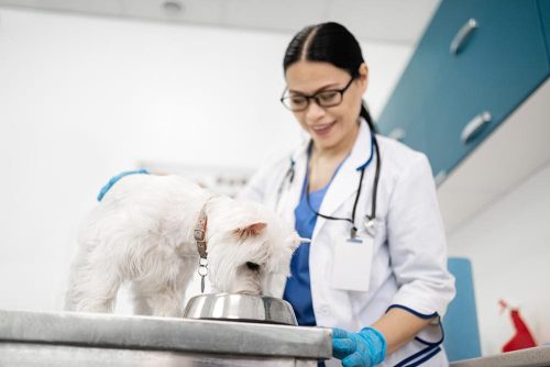Cane che mangia nella sua ciotola con il veterinario accanto